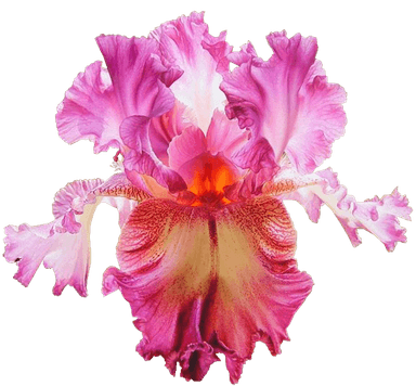 Изображение цветка