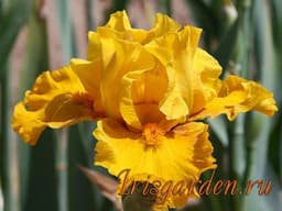 BRAZEN GOLD