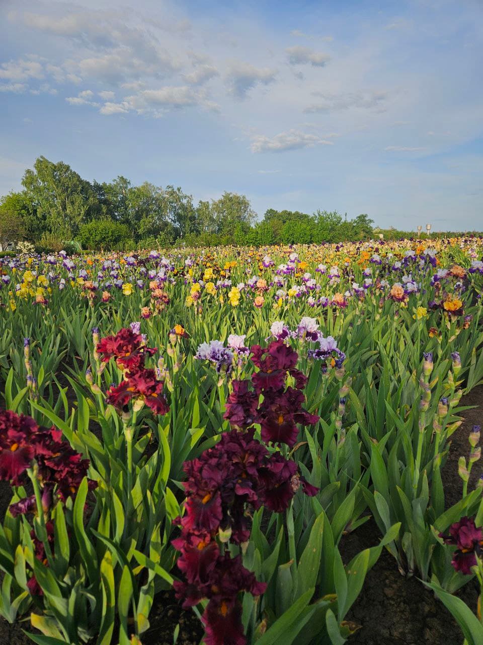 Изображение ириса